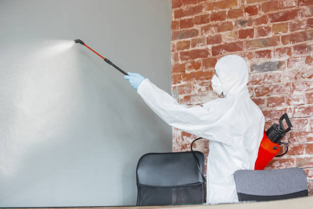Best Black Mold Removal  in Ballston Spa, NY
